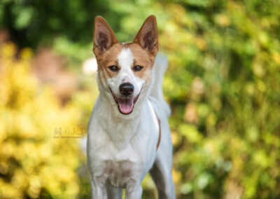 Canaan Dog Lucy